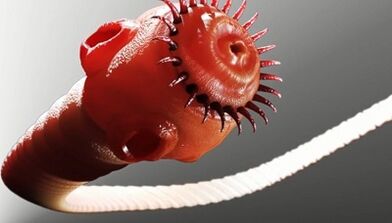 rodzaje pasożytów w organizmie człowieka