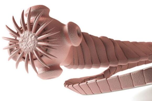 pasożyt z organizmu człowieka