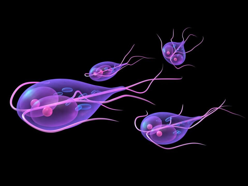 Giardia z ludzkiego ciała